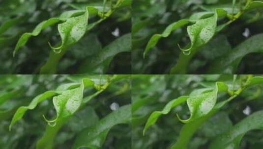 下雨天桂花树金桂八月桂花植物水滴升格高清在线视频素材下载