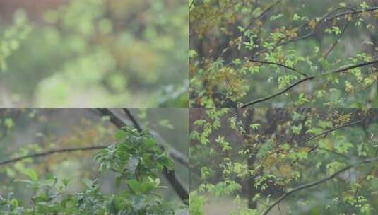 刮风下雨天气 数目摇摆高清在线视频素材下载