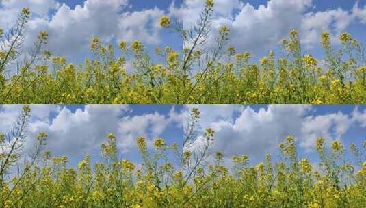 蓝天白云油菜花空镜素材高清在线视频素材下载