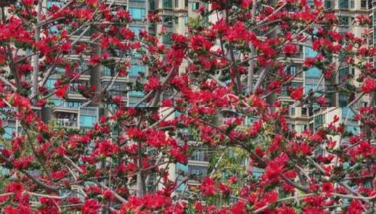 盛开的木棉花特写高清在线视频素材下载