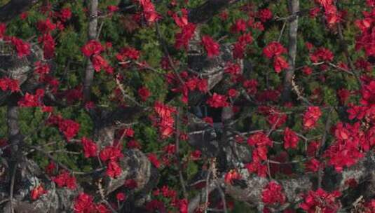 盛开的木棉花特写高清在线视频素材下载