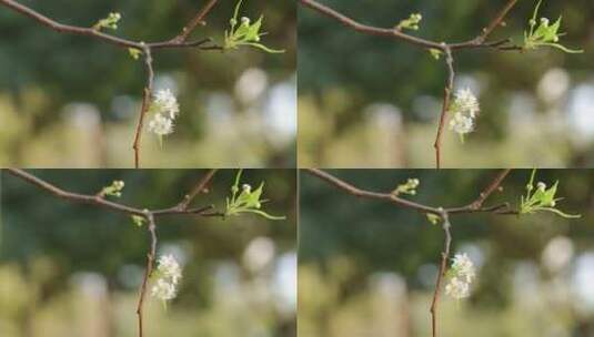 梨花/豆梨花高清在线视频素材下载