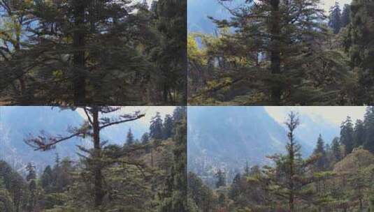 高原原始森林高山上的树林生态系统高清在线视频素材下载