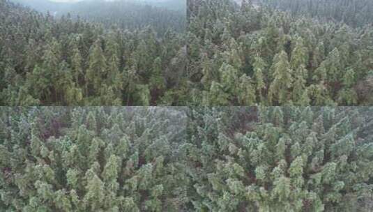 雾凇树林高清在线视频素材下载