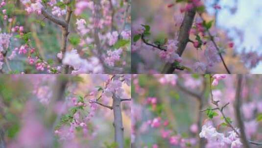 春天花朵樱花盛开植物风景视频素材高清在线视频素材下载