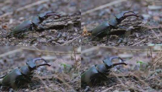 甲虫鹿在地上爬行高清在线视频素材下载