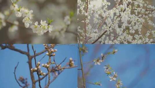 4K春天含苞待放的梨花桃花花骨朵高清在线视频素材下载