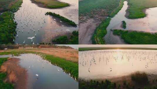4K鄱阳湖候鸟迁徙生态高清在线视频素材下载
