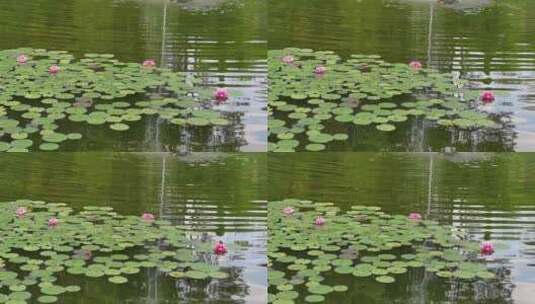 夏天池塘盛开的睡莲花实拍高清在线视频素材下载