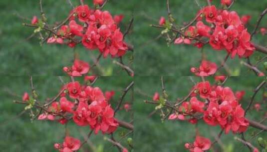 春天美丽的红色海棠花轻轻摇曳高清在线视频素材下载