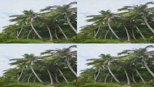 海南文昌东郊椰林生长的椰树高清在线视频素材下载