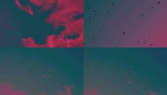 一群鸟在天空盘旋高清在线视频素材下载