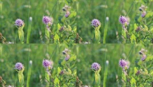 大兴安岭药用野生植物绣线菊高清在线视频素材下载