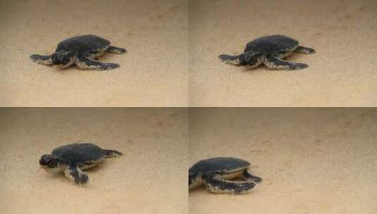 海滩上的海龟幼仔走向大海_4K高清在线视频素材下载