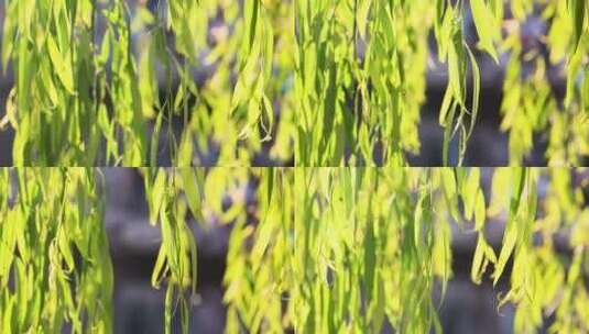 180帧慢动作夏天阳光下飘动的柳树叶高清在线视频素材下载
