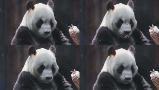 180帧慢动作动物园大熊猫华奥吃竹笋高清在线视频素材下载