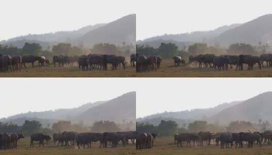 农村动物公牛饲养高清在线视频素材下载