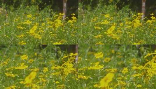 户外野花 山野 野菊花 花海高清在线视频素材下载