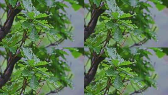 夏季下雨天山林植物树叶水珠特写高清在线视频素材下载