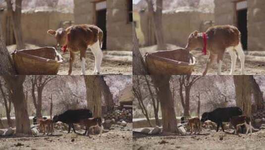 新疆村落 春天杏花下的 小牛 牧民养牛高清在线视频素材下载