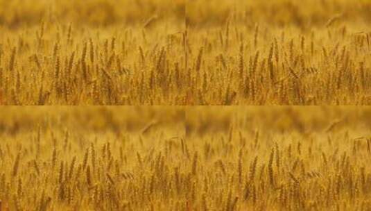 金黄色的小麦麦田麦穗麦浪高清在线视频素材下载