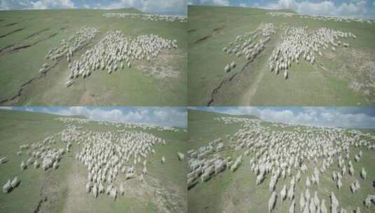 内蒙古大草原上奔跑的羊群小羊羔高清在线视频素材下载