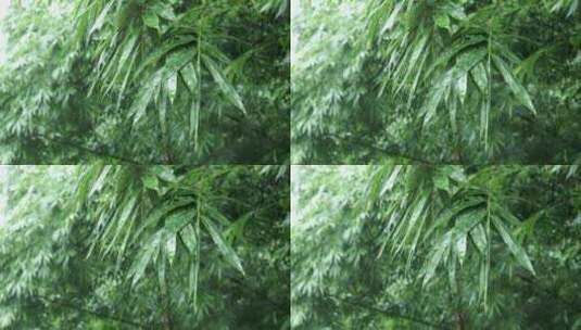 竹叶雨水下雨雨滴高清在线视频素材下载
