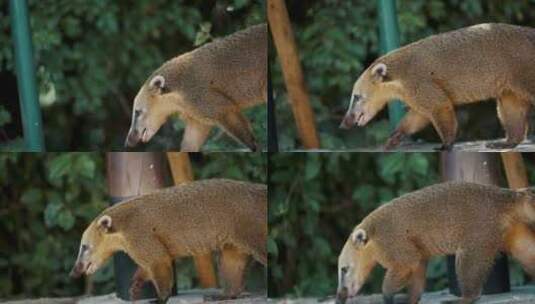 Coati， Nasua，散步，浣熊高清在线视频素材下载