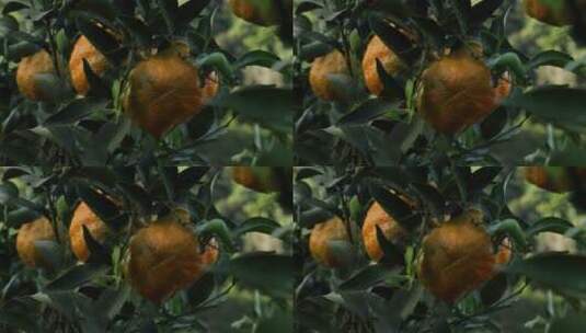 生态柑橘高清在线视频素材下载
