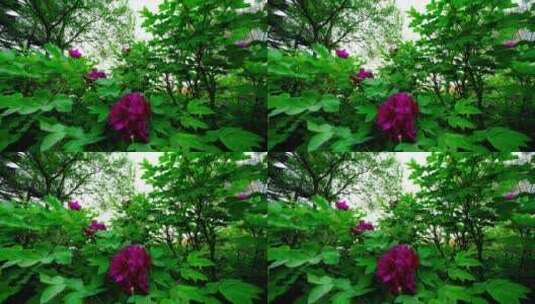4k王城公园植物牡丹生机勃勃绿色延时摄影高清在线视频素材下载
