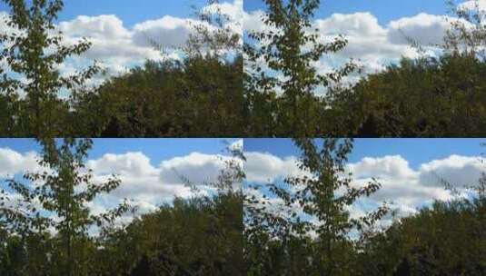 蓝天白云下的植物高清在线视频素材下载
