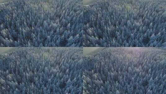 白雪覆盖的云杉林的鸟瞰图高清在线视频素材下载