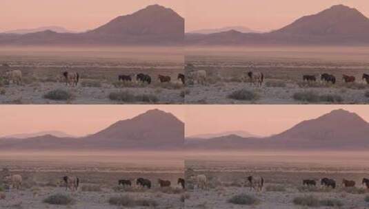 马群迁徙特写镜头高清在线视频素材下载