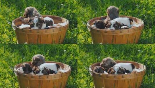 一群小狗趴在草地上的木桶里高清在线视频素材下载