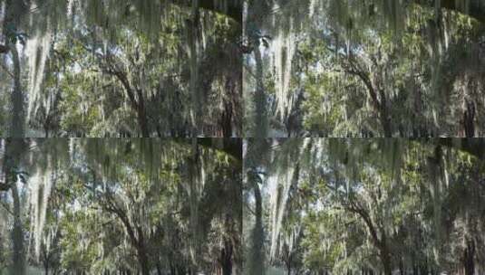 苔藓悬挂在橡树的树枝上高清在线视频素材下载