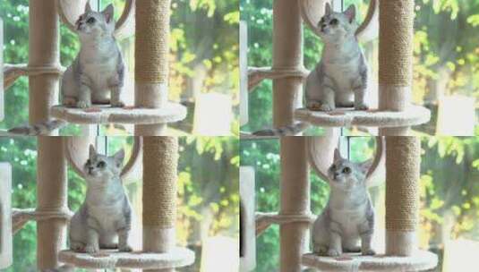 站在猫架上张望的苏格兰猫高清在线视频素材下载