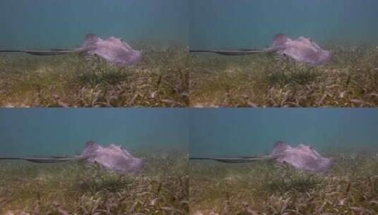 海底游行的蝠鲼高清在线视频素材下载