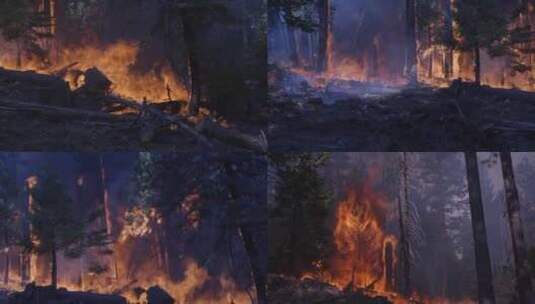 森林里失控的火灾高清在线视频素材下载