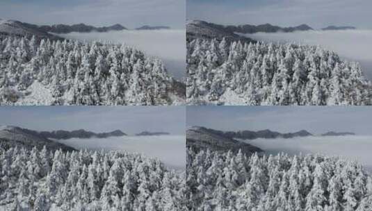 航拍湖北神农架冬季冬天冰雪雪松雪景高清在线视频素材下载