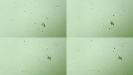 生物科普科研素材 显微镜下的生物1高清在线视频素材下载