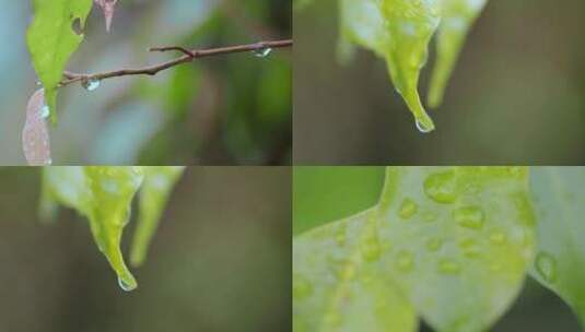 微距夏季雨后绿色树叶上的露水水珠高清在线视频素材下载