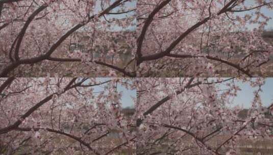 轨道横移拍摄一树盛开的樱花高清在线视频素材下载