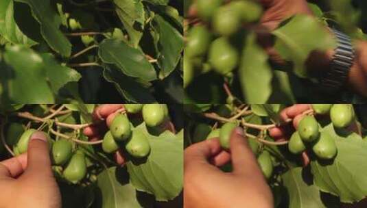软枣猕猴桃高清在线视频素材下载