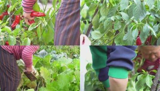 菜园摘菜高清在线视频素材下载