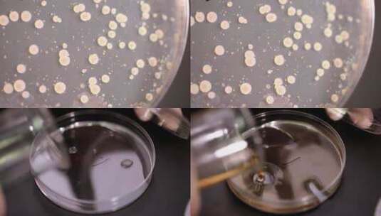 【镜头合集】细菌培养基菌群检测细菌检测高清在线视频素材下载