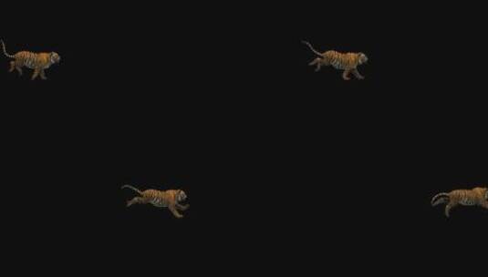 老虎 跑 三维 奔跑 跑步 侧面高清在线视频素材下载