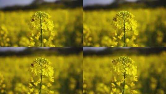 油菜花 蜜蜂采蜜 唯美油菜花高清在线视频素材下载