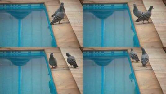 游泳池边的鸽子高清在线视频素材下载