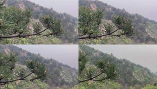 北京周边山林中的松树高清在线视频素材下载
