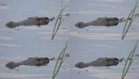 潜伏在湖里的鳄鱼高清在线视频素材下载